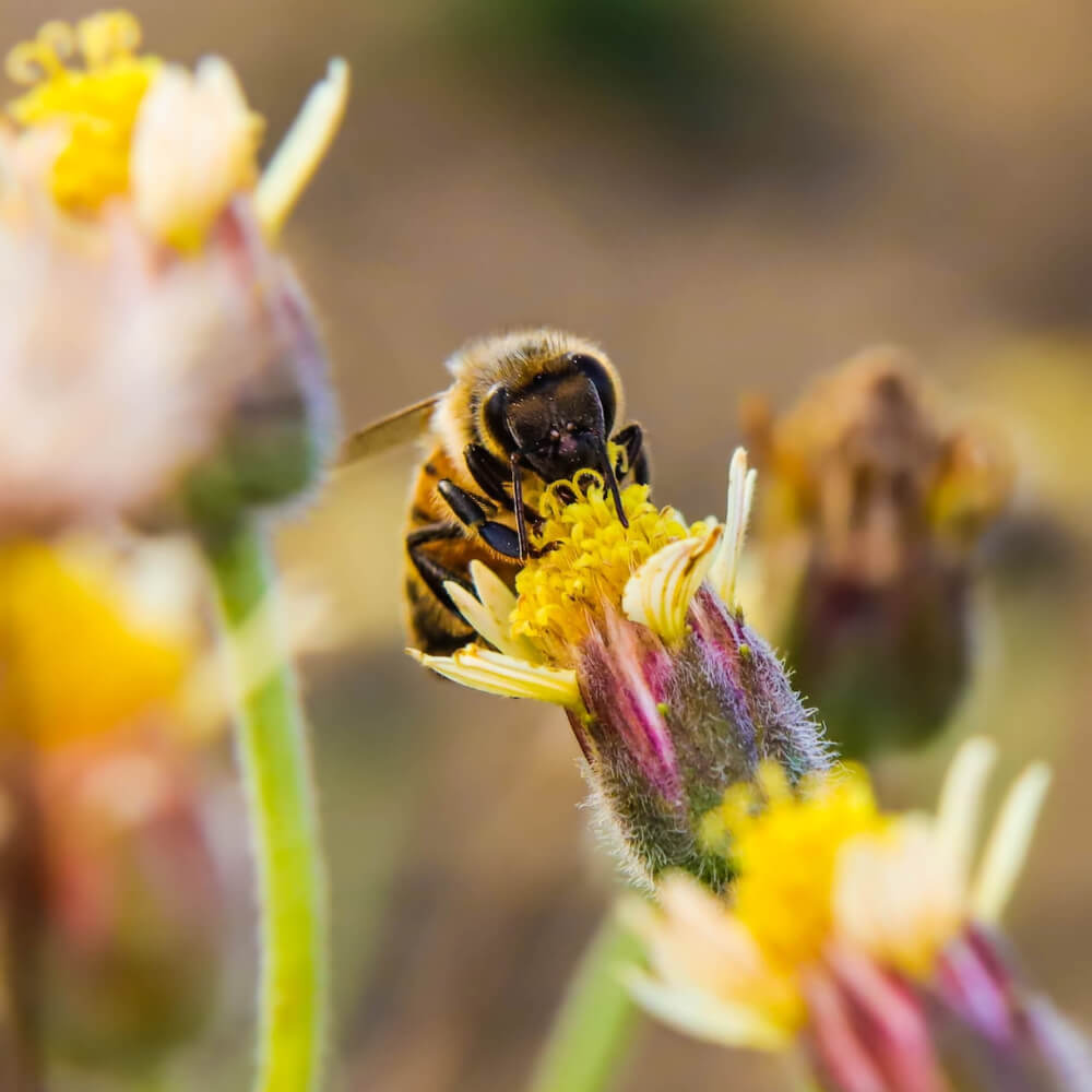new-hampshire-beekeepers-association